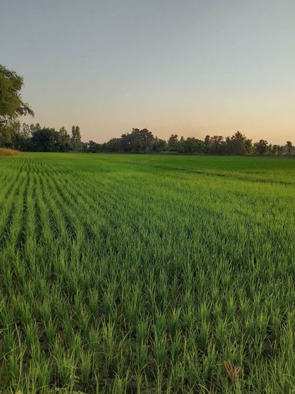ไม่ใช่ ขายที่นาทำเลสวยมาก รูปที่ 4