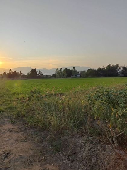 ไม่ใช่ ขายที่นาทำเลสวยมาก รูปที่ 2