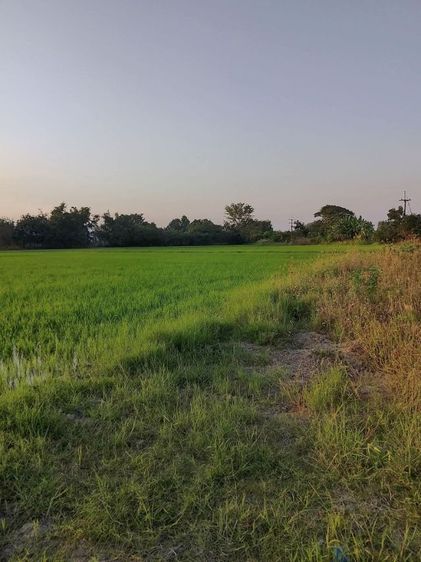 ขายที่นาทำเลสวยมาก