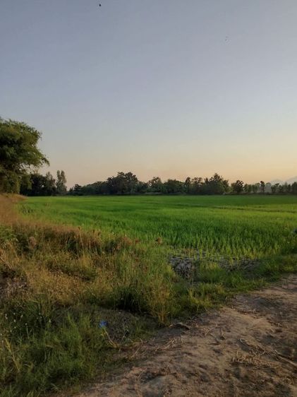 ไม่ใช่ ขายที่นาทำเลสวยมาก รูปที่ 3