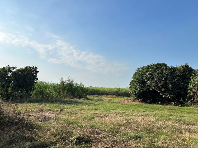 ที่ดิน ทำเลดี อำเภอพิชัย จังหวัดอุตรดิตถ์ เจ้าของขายเอง ติดต่อ 08 5911 4422 รูปที่ 4