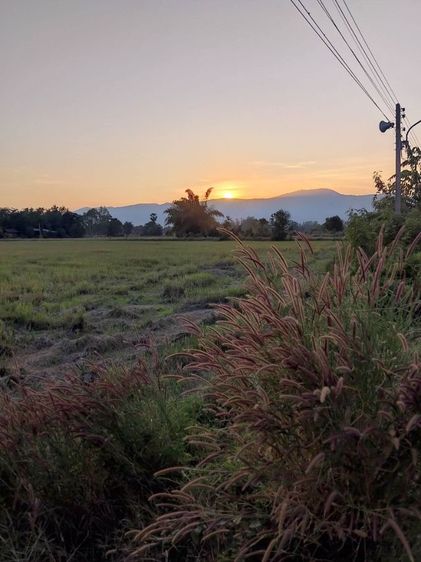 ไม่ใช่ ขายที่นาทำเลสวยมาก รูปที่ 2