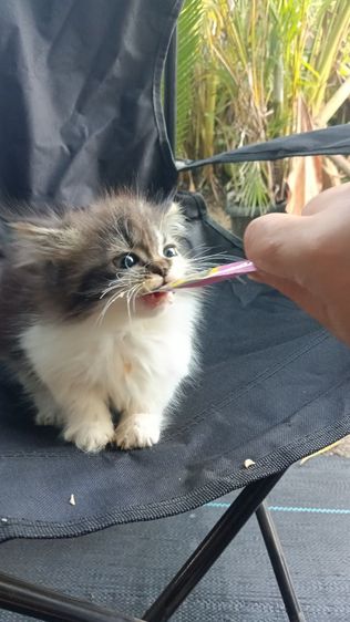 มัชกิ้นขาสั้นหญิง รูปที่ 8