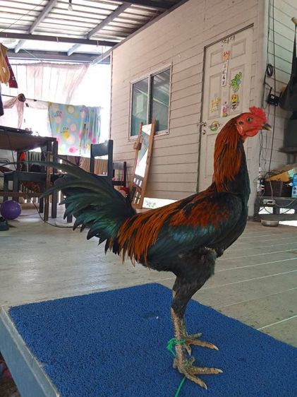 ไก่ชนหนุ่ม