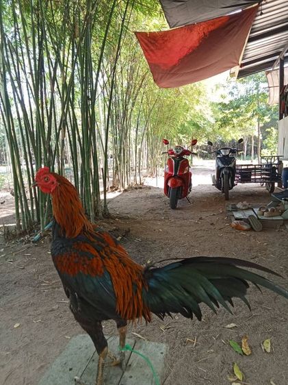 ไก่ชนหนุ่ม รูปที่ 7