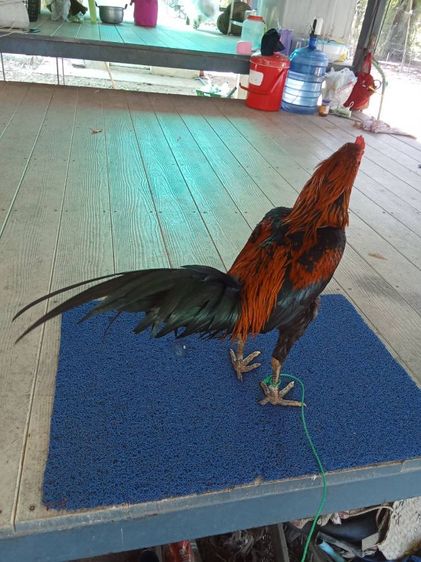 ไก่ชนหนุ่ม รูปที่ 3