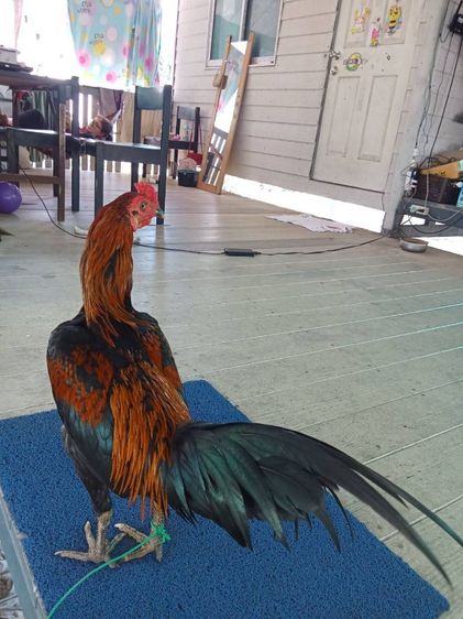 ไก่ชนหนุ่ม รูปที่ 11