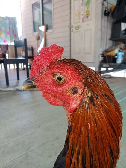 ไก่ชนหนุ่ม รูปที่ 8