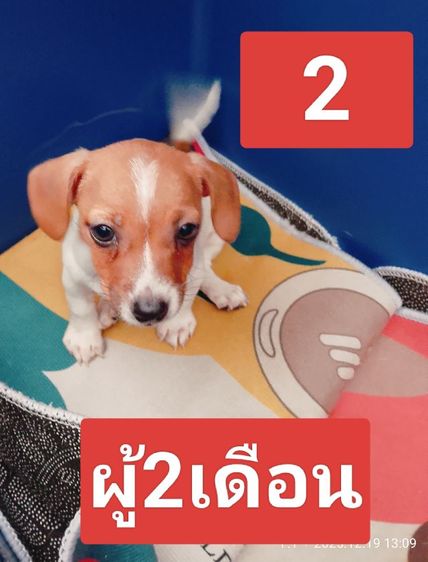 ลูกสุนัขพันธุ์แจ็ครัสเซลล์  รูปที่ 3