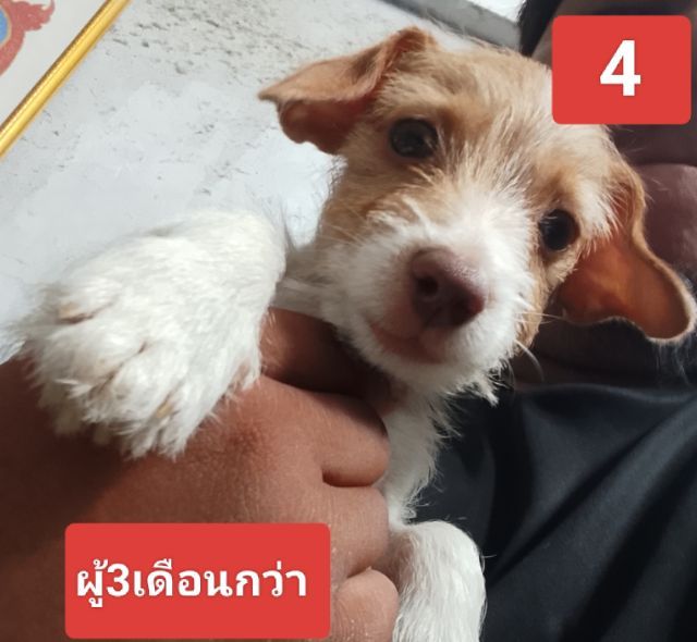 ลูกสุนัขพันธุ์แจ็ครัสเซลล์ 