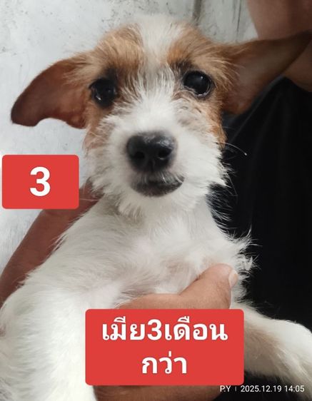 ลูกสุนัขพันธุ์แจ็ครัสเซลล์  รูปที่ 2
