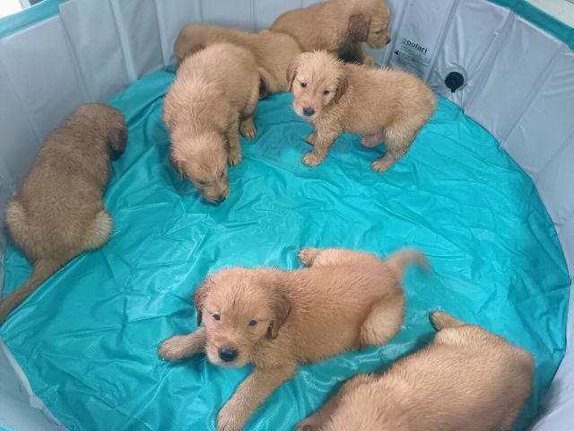 โกลเด้นรีทรีฟเวอร์ รูปที่ 4