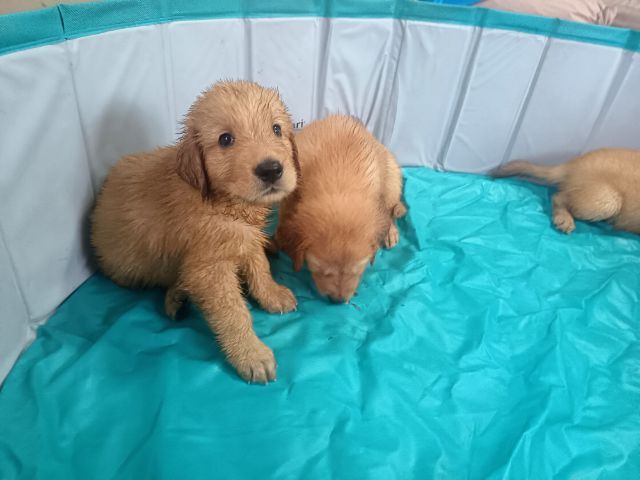 โกลเด้นรีทรีฟเวอร์ รูปที่ 3