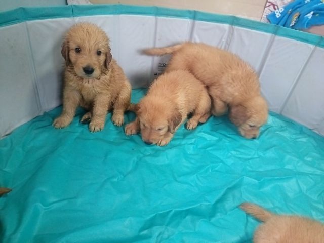 โกลเด้นรีทรีฟเวอร์