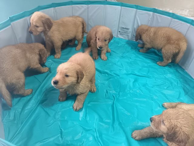 โกลเด้นรีทรีฟเวอร์ รูปที่ 2