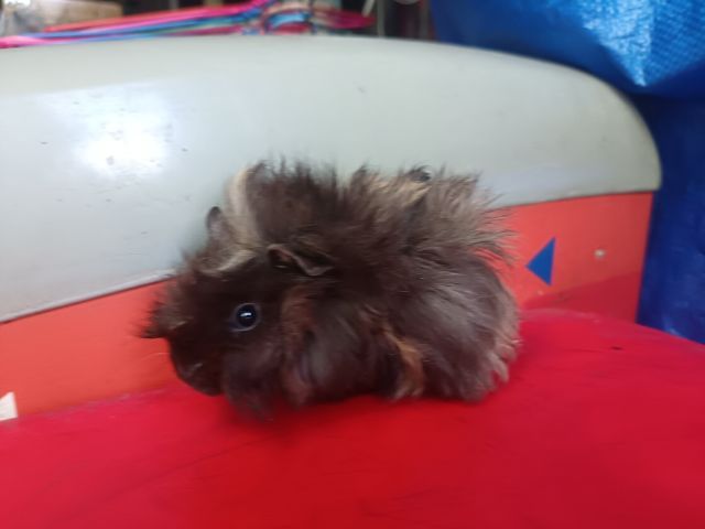 แกส​บี้​สายพันธุ์​ขวัญ​ รูปที่ 2