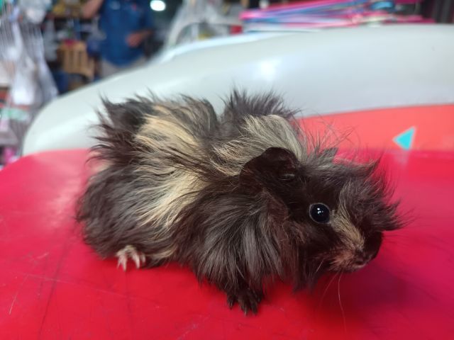 แกส​บี้​สายพันธุ์​ขวัญ​ รูปที่ 3