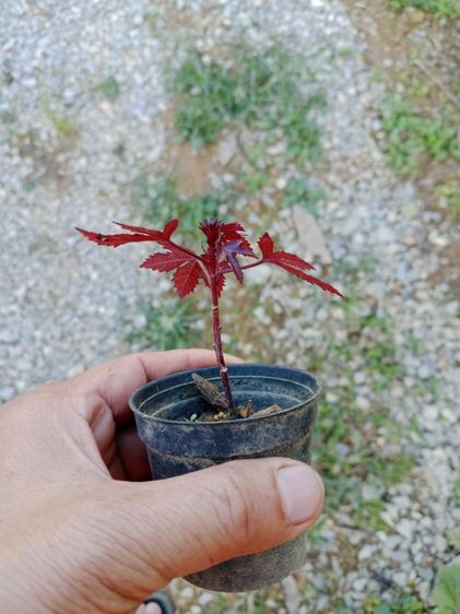 ชบาเมเปิ้ล