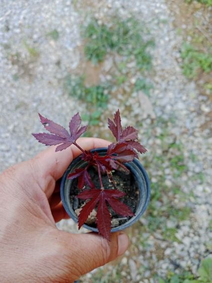 ชบาเมเปิ้ล รูปที่ 3