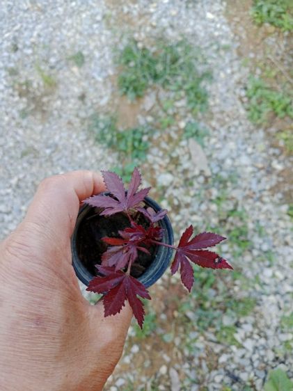 ชบาเมเปิ้ล รูปที่ 4