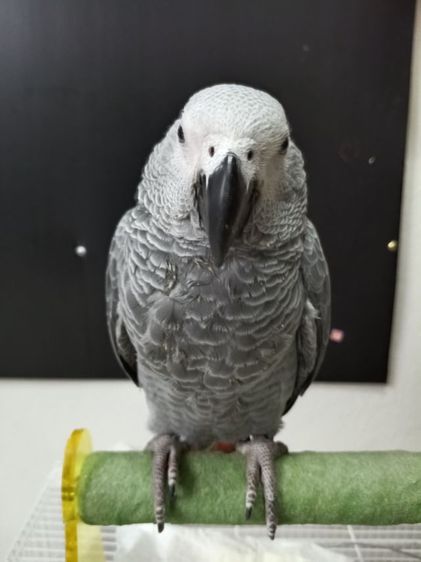 อื่นๆ นกแก้ว