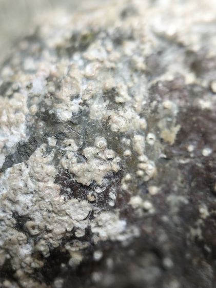 พระเชียงแสนเนื้อตะกั่วสนิมแดงครับ รูปที่ 14