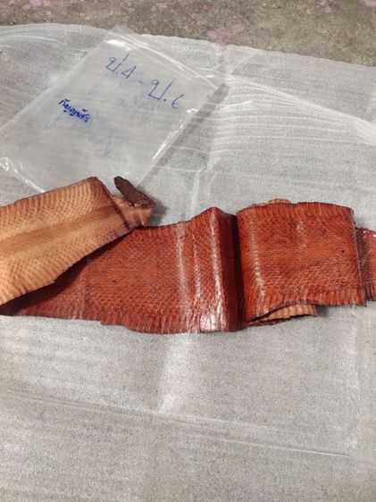 หนังงู รูปที่ 3