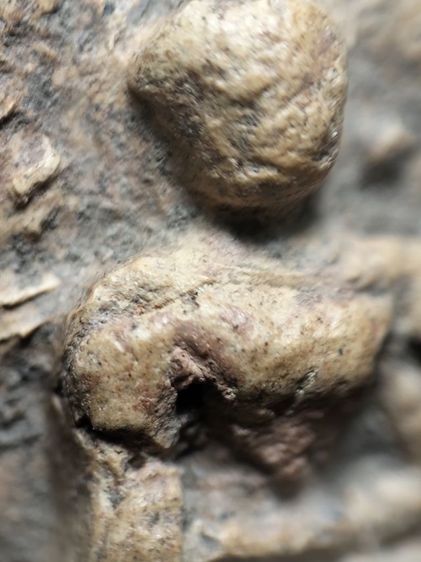 ❌ปิดครับ❌พระคงลำพูนเนื้อดินครับ รูปที่ 8