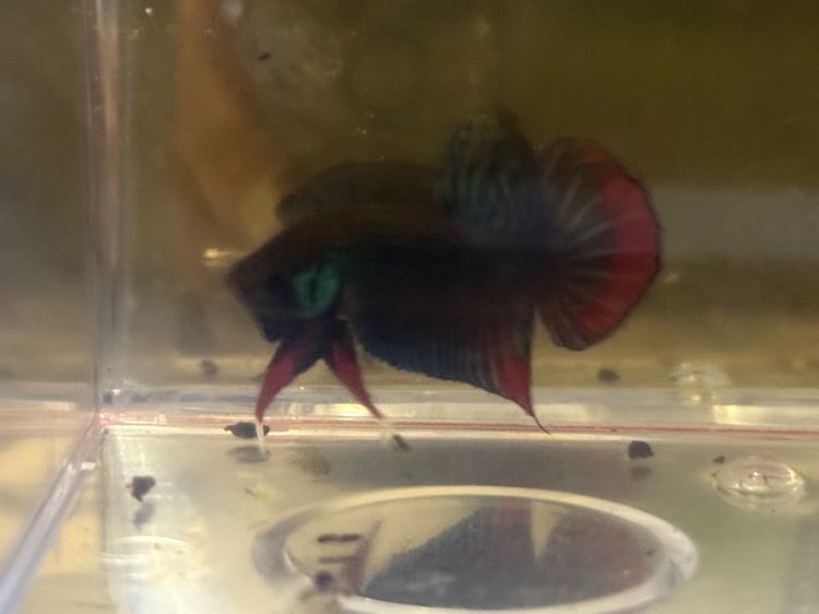 ปลากัดป่าไต้ รูปที่ 2