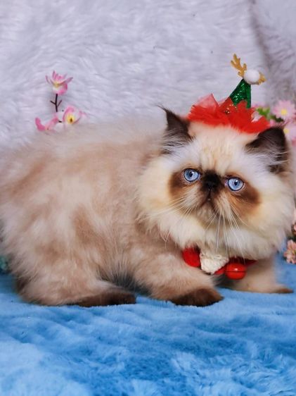 exotic longhair ชาย รูปที่ 5