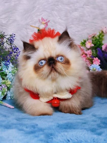 exotic longhair ชาย รูปที่ 3