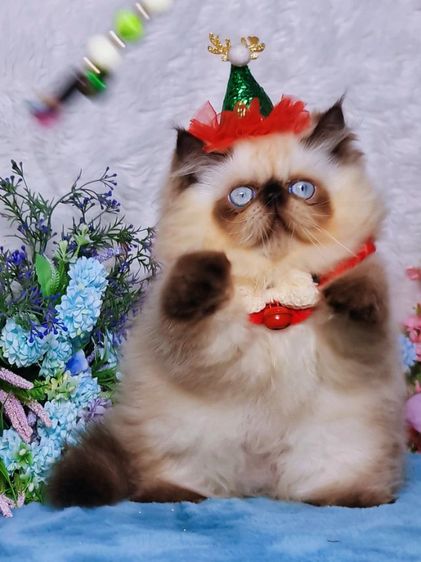 exotic longhair ชาย รูปที่ 4