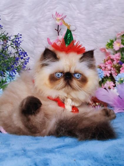 exotic longhair ชาย