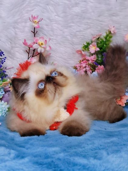 exotic longhair ชาย รูปที่ 2