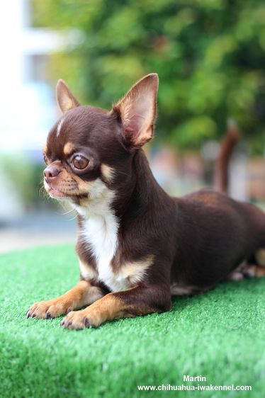 ชิวาวา ชิวาว่า chihuahua  รูปที่ 4