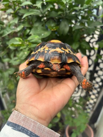 เต่าบกเชอร์รี่เฮด รูปที่ 9