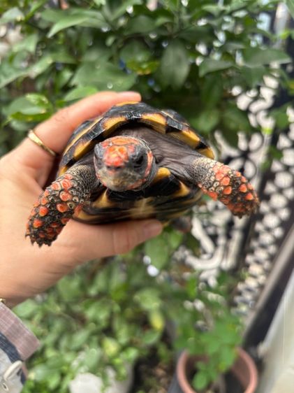 เต่าบกเชอร์รี่เฮด รูปที่ 2