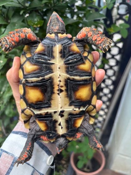 เต่าบกเชอร์รี่เฮด รูปที่ 10