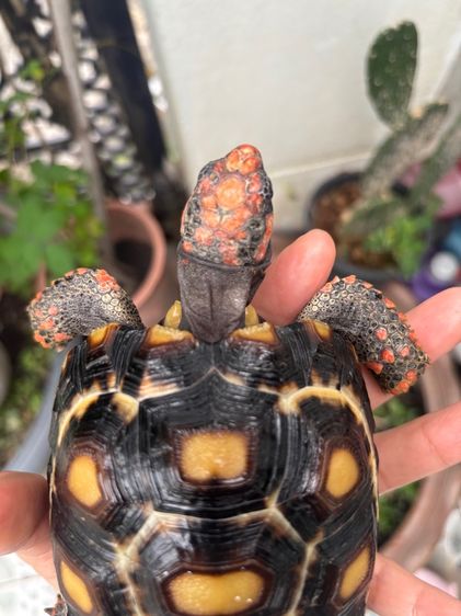 เต่าบกเชอร์รี่เฮด รูปที่ 7