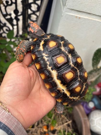 เต่าบกเชอร์รี่เฮด รูปที่ 5