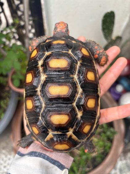 เต่าบกเชอร์รี่เฮด รูปที่ 6