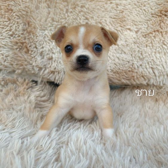 ชิวาวาขนสั้น  รูปที่ 5