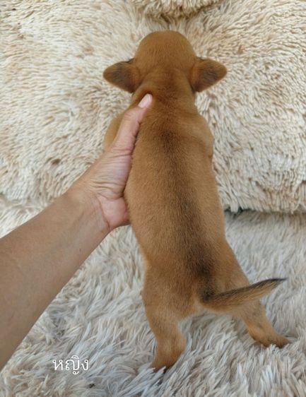 ชิวาวาขนสั้น  รูปที่ 10