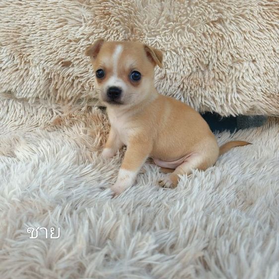 ชิวาวาขนสั้น  รูปที่ 6