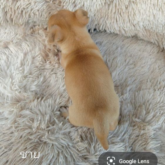 ชิวาวาขนสั้น  รูปที่ 7