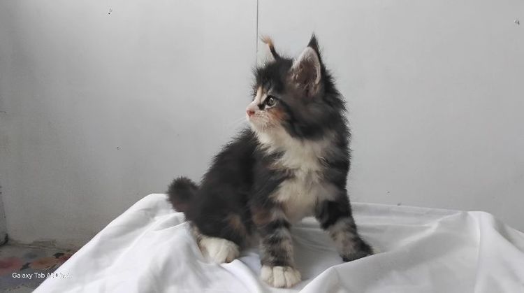 เมนคูนเพศเมียแท้พ่อแม่นำเข้า อายุ2เดือนมี5ตัว ขนดีขาใหญ่สั้นขนปลายหูยาว รูปที่ 9