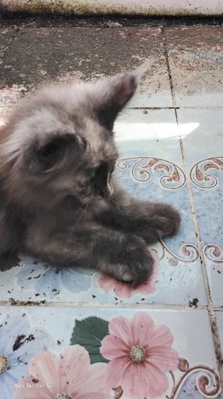 เมนคูนเพศเมียแท้พ่อแม่นำเข้า อายุ2เดือนมี5ตัว ขนดีขาใหญ่สั้นขนปลายหูยาว รูปที่ 8