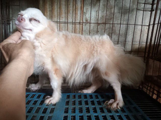 ชิวาวา (Chihuahua) เล็ก ชิวาวาขนยาว เพศเมีย