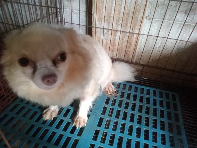 ชิวาวาขนยาว เพศเมีย รูปที่ 5