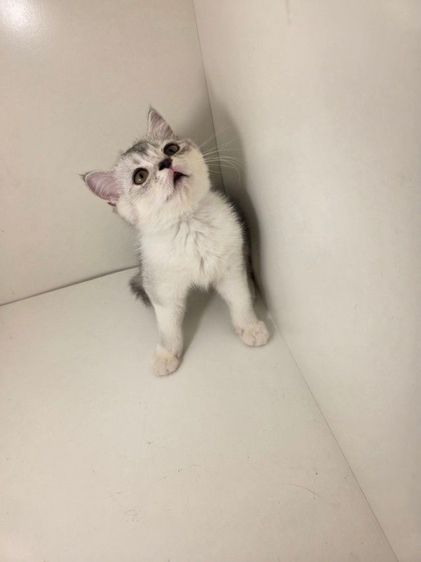 หนุ่มน้อย พร้อมย้ายบ้านคับ รูปที่ 4